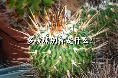 多棱球别称是什么？