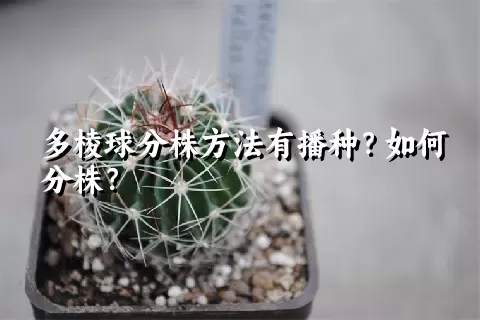 多棱球分株方法有播种？如何分株？