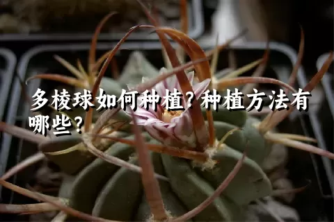 多棱球如何种植？种植方法有哪些？