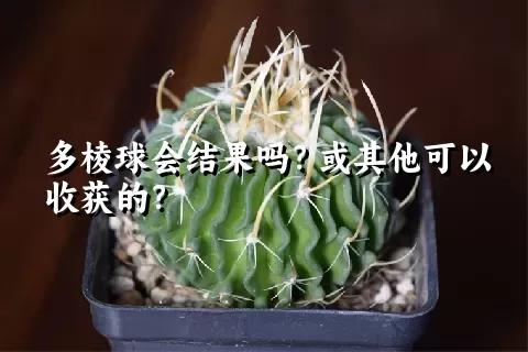 多棱球会结果吗？或其他可以收获的？