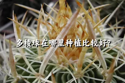 多棱球在哪里种植比较好？