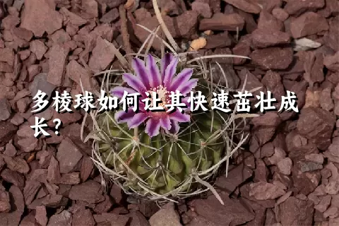 多棱球如何让其快速茁壮成长？