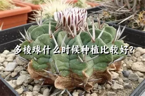 多棱球什么时候种植比较好？