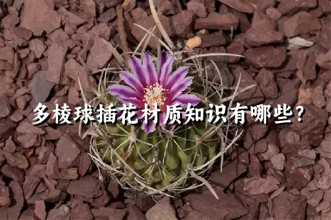 多棱球插花材质知识有哪些？