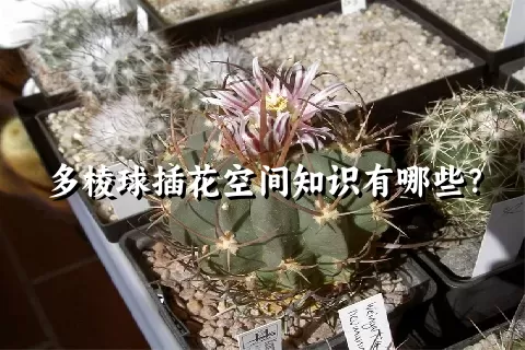 多棱球插花空间知识有哪些？