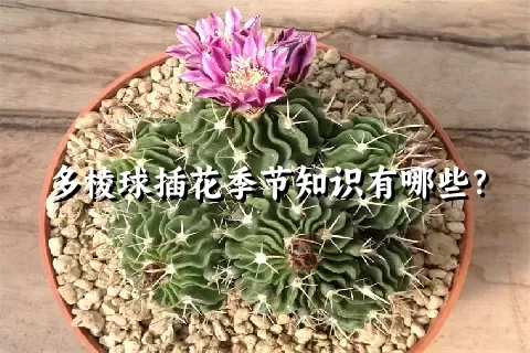 多棱球插花季节知识有哪些？