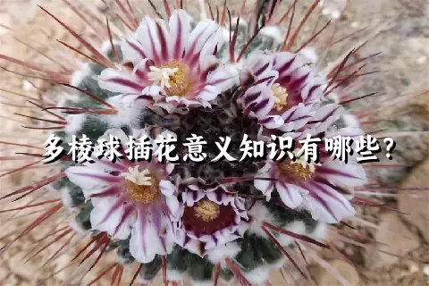 多棱球插花意义知识有哪些？