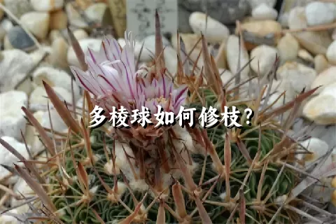 多棱球如何修枝？