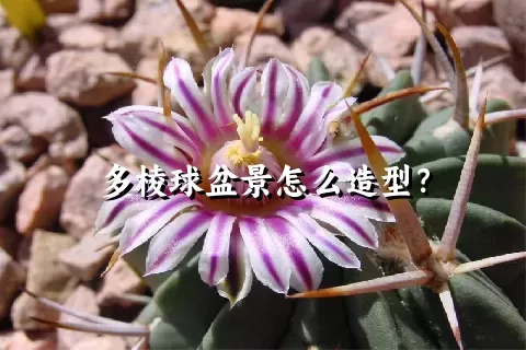 多棱球盆景怎么造型？