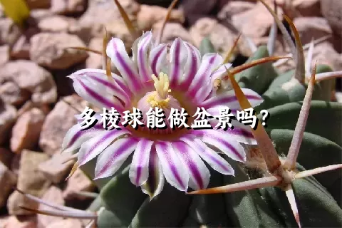 多棱球能做盆景吗？