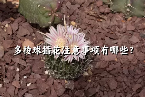 多棱球插花注意事项有哪些？