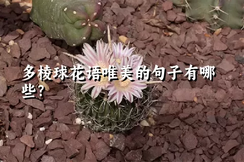 多棱球花语唯美的句子有哪些？