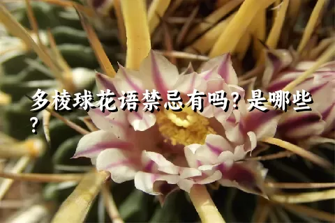 多棱球花语禁忌有吗？是哪些？