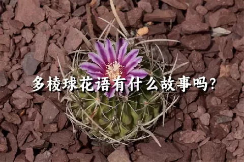 多棱球花语有什么故事吗？