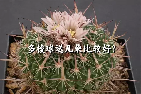 多棱球送几朵比较好？