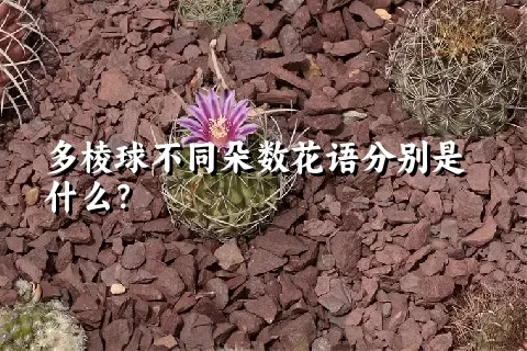 多棱球不同朵数花语分别是什么？