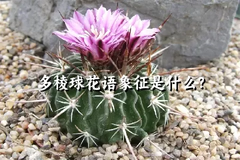 多棱球花语象征是什么？