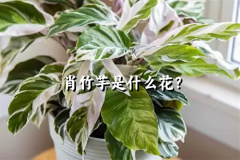 肖竹芋是什么花？