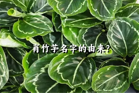 肖竹芋名字的由来？