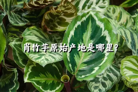 肖竹芋原始产地是哪里？