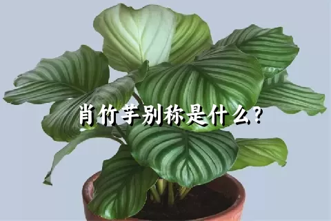 肖竹芋别称是什么？