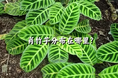 肖竹芋分布在哪里?