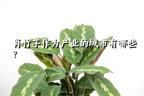 肖竹芋作为产业的城市有哪些？