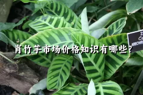 肖竹芋市场价格知识有哪些？