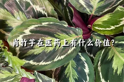 肖竹芋在医药上有什么价值？