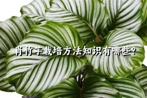 肖竹芋栽培方法知识有哪些？