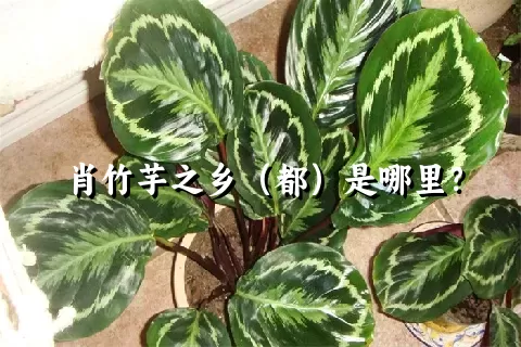 肖竹芋之乡（都）是哪里？