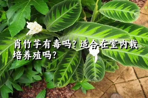 肖竹芋有毒吗？适合在室内栽培养殖吗？