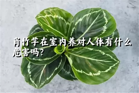 肖竹芋在室内养对人体有什么危害吗？