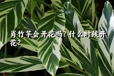 肖竹芋会开花吗？什么时候开花？