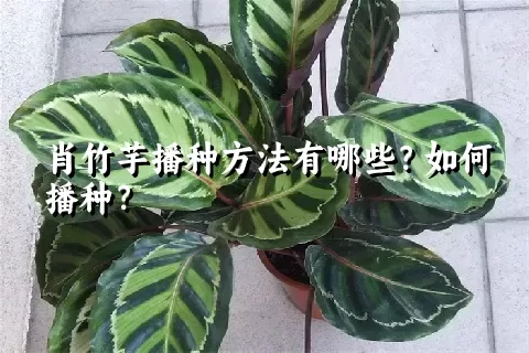 肖竹芋播种方法有哪些？如何播种？