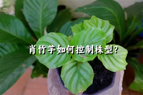 肖竹芋如何控制株型？