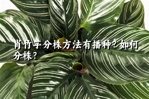 肖竹芋分株方法有播种？如何分株？