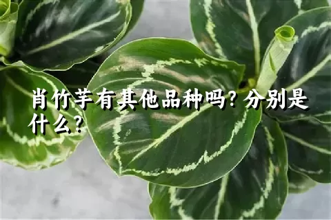 肖竹芋有其他品种吗？分别是什么？