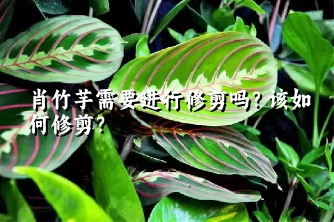 肖竹芋需要进行修剪吗？该如何修剪？