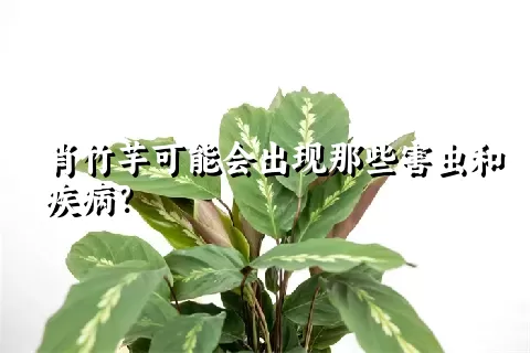 肖竹芋可能会出现那些害虫和疾病？