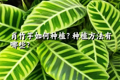 肖竹芋如何种植？种植方法有哪些？