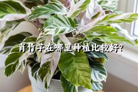 肖竹芋在哪里种植比较好？