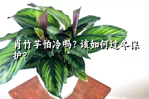 肖竹芋怕冷吗？该如何过冬保护？