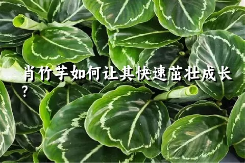 肖竹芋如何让其快速茁壮成长？