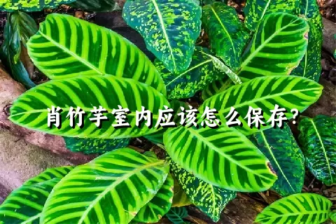 肖竹芋室内应该怎么保存？