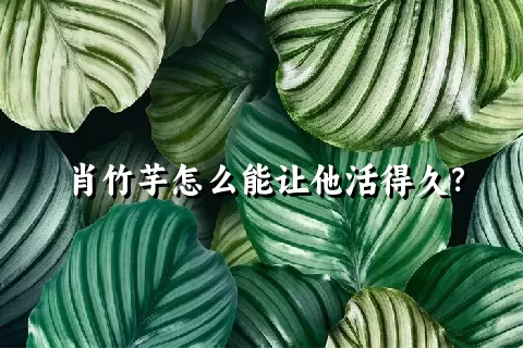 肖竹芋怎么能让他活得久？