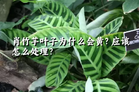 肖竹芋叶子为什么会黄？应该怎么处理？