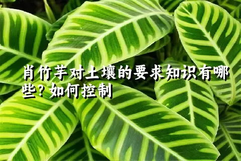 肖竹芋对土壤的要求知识有哪些？如何控制