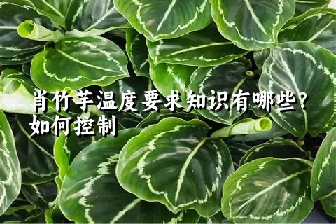 肖竹芋温度要求知识有哪些？如何控制