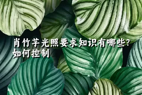 肖竹芋光照要求知识有哪些？如何控制